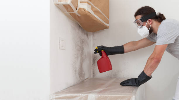 Professional Mold Cleanup technician working in Harrison, NY
