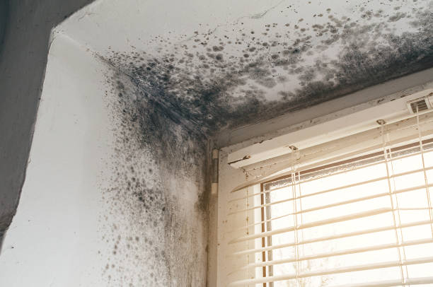 Affordable Mold Cleanup solutions in Harrison, NY
